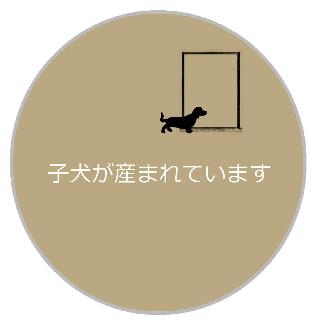 子犬の画像