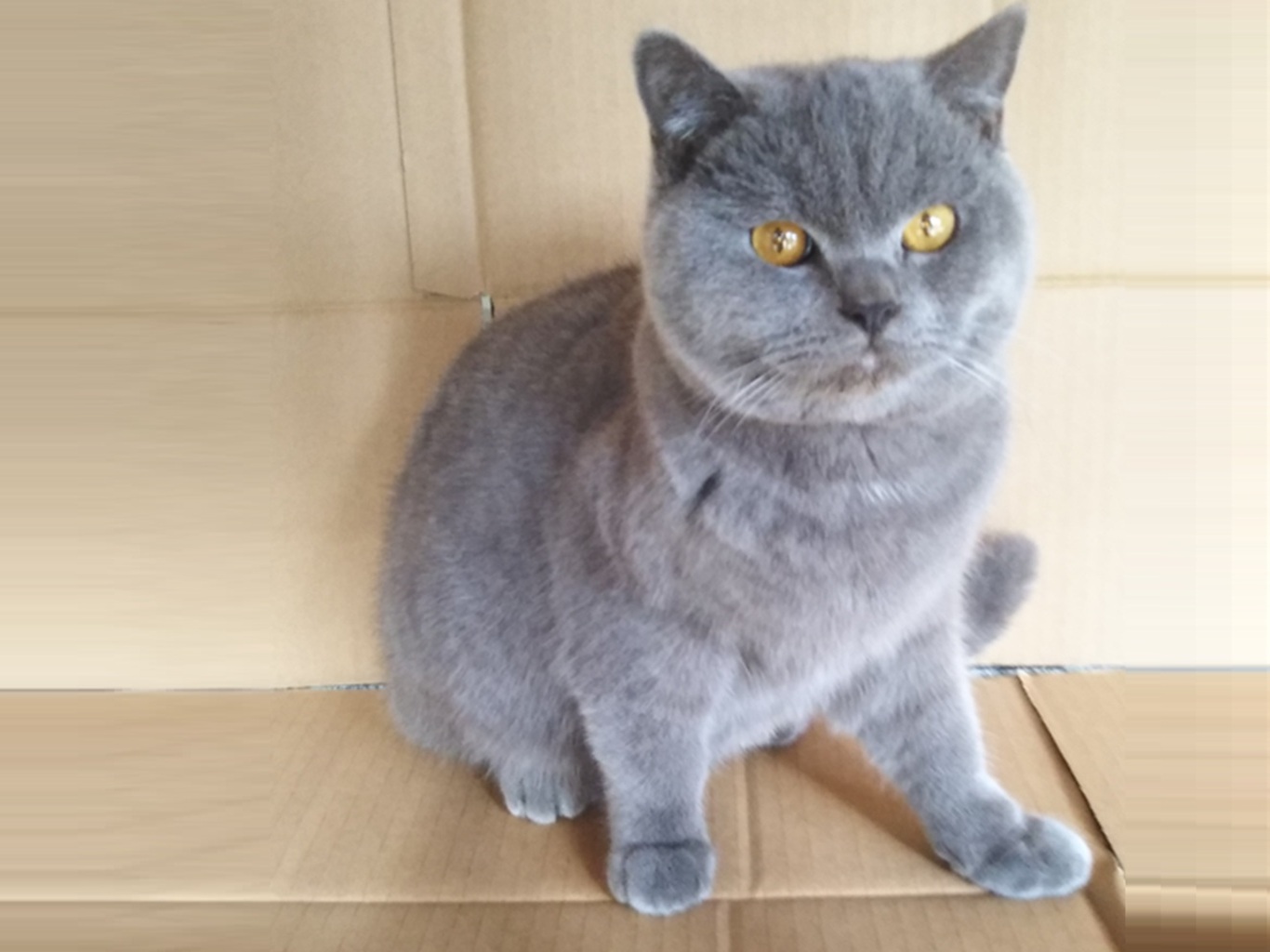親猫画像